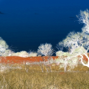 White_Trees_In_Red_Centre